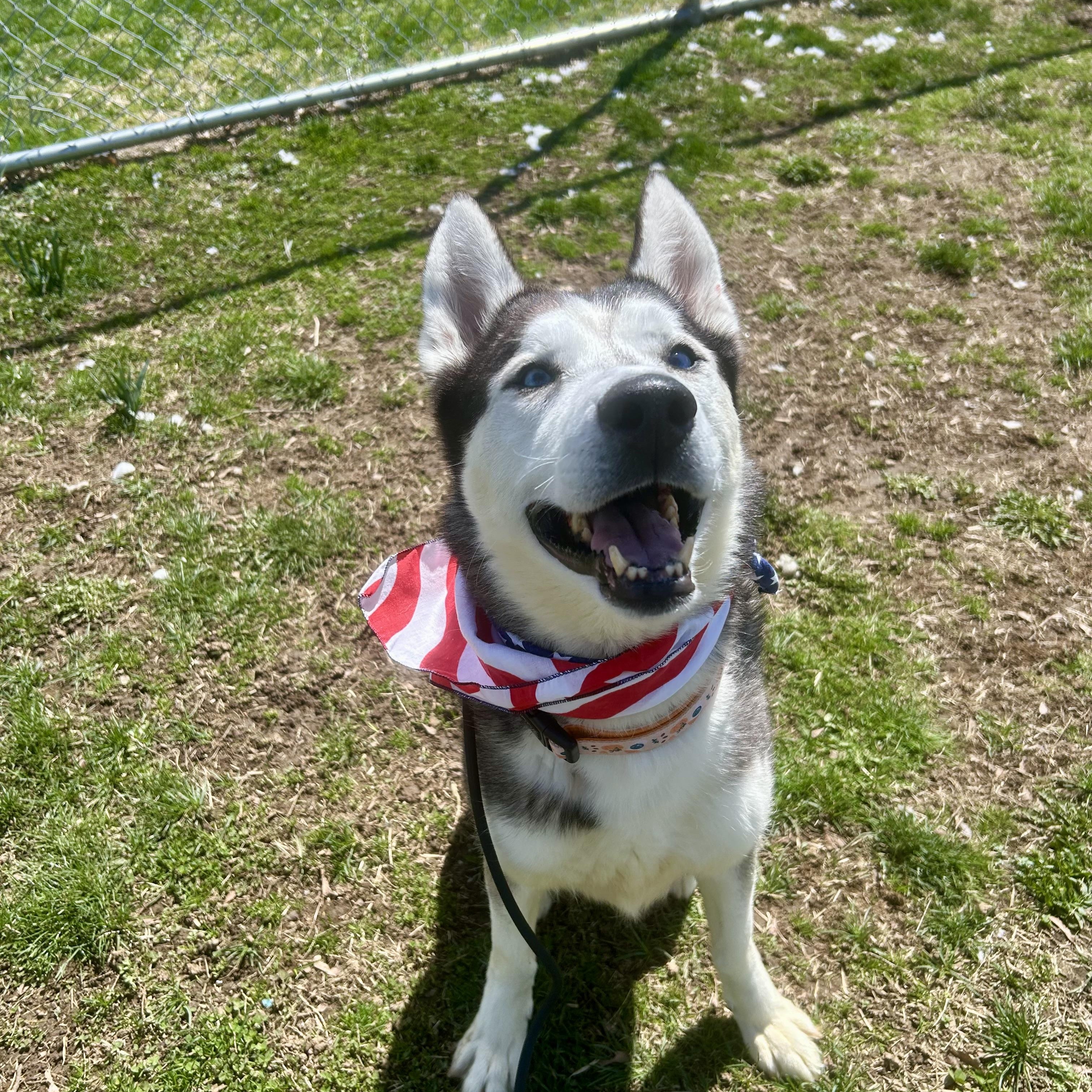 Enlarge Diesel, a ADOPTABLE Husky in Milford, CT image 3/3