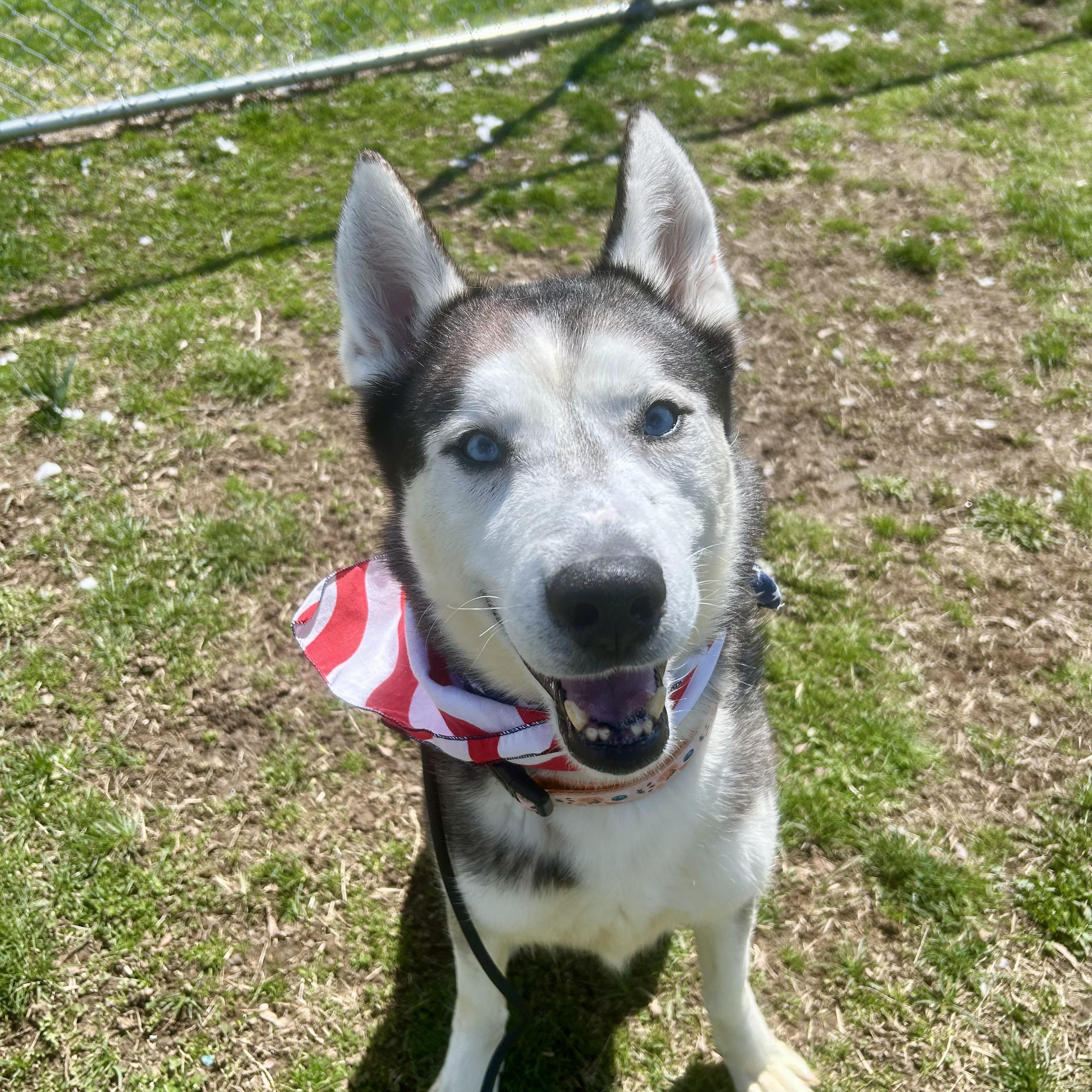 Diesel, ADOPTABLE, Young Male Husky.