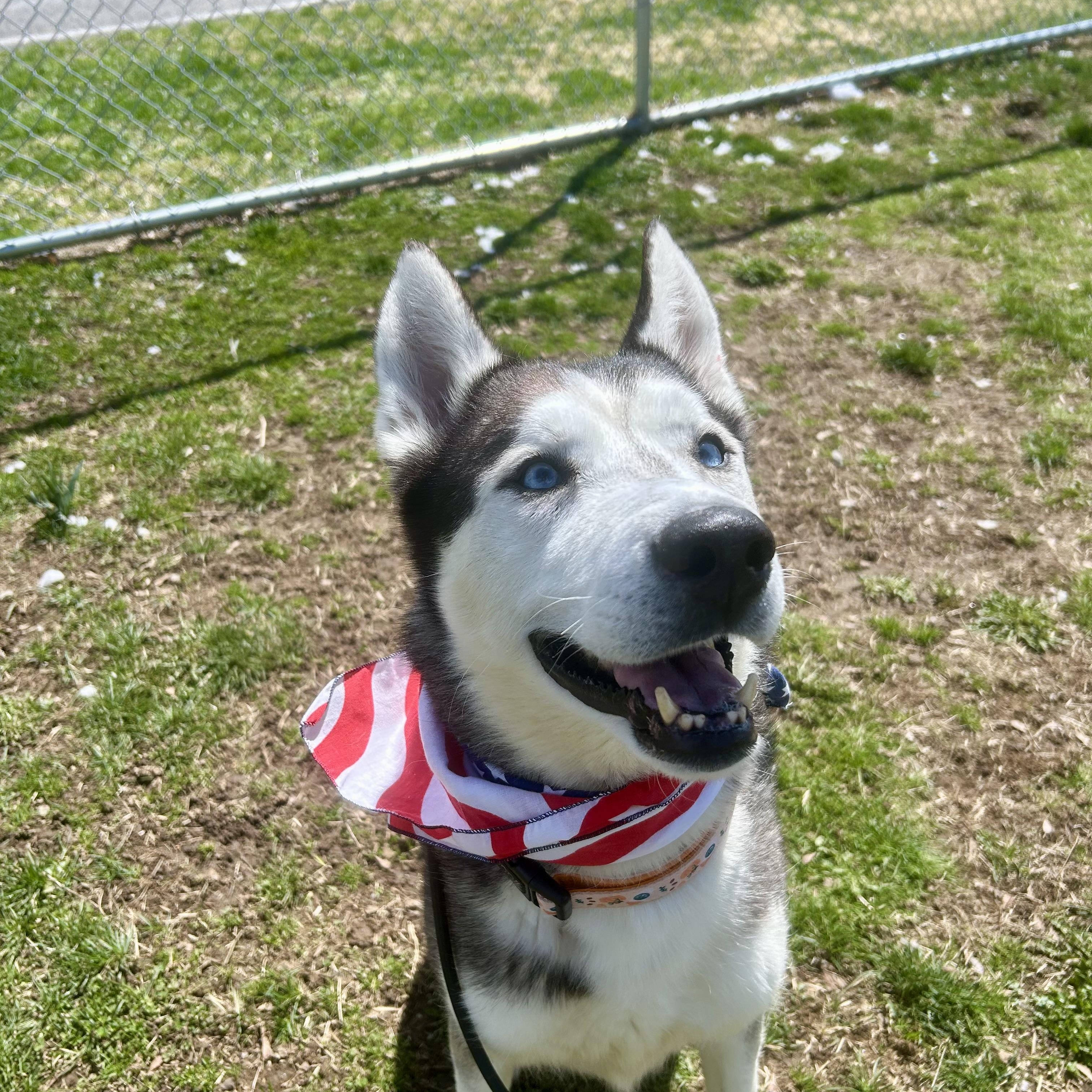 Enlarge Diesel, a ADOPTABLE Husky in Milford, CT image 2/3