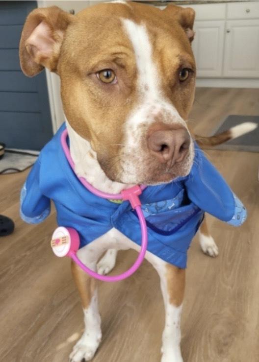Enlarge Eddie, a Adoptable mixed breed in Xenia, OH image 1/3