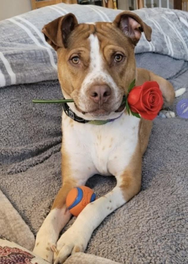 Enlarge Eddie, a Adoptable mixed breed in Xenia, OH image 2/3