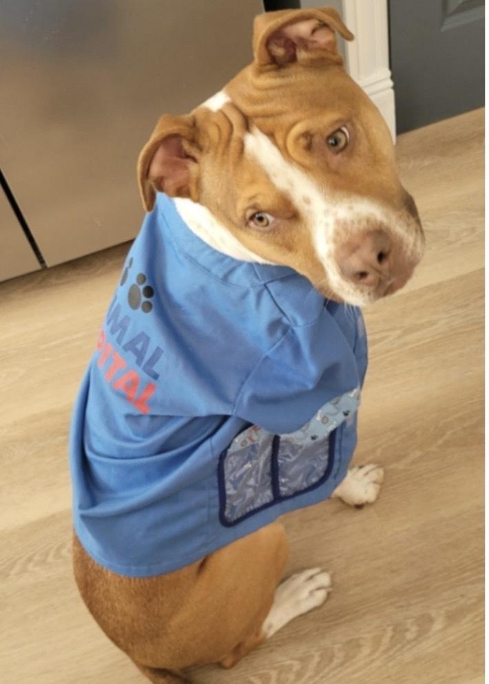 Enlarge Eddie, a Adoptable mixed breed in Xenia, OH image 3/3