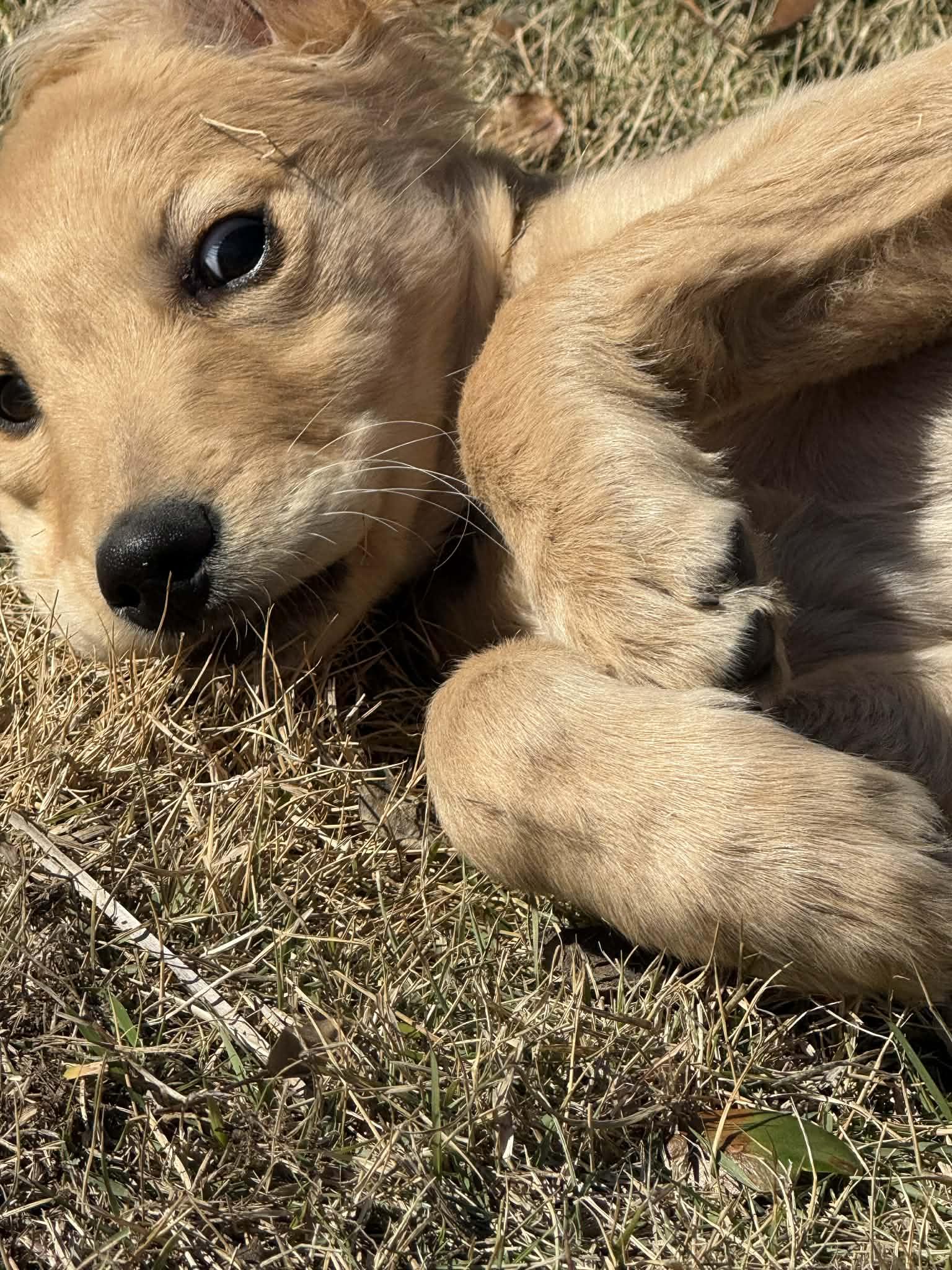 Enlarge Pye , an adopted Golden Retriever in Southington, CT image 6/6