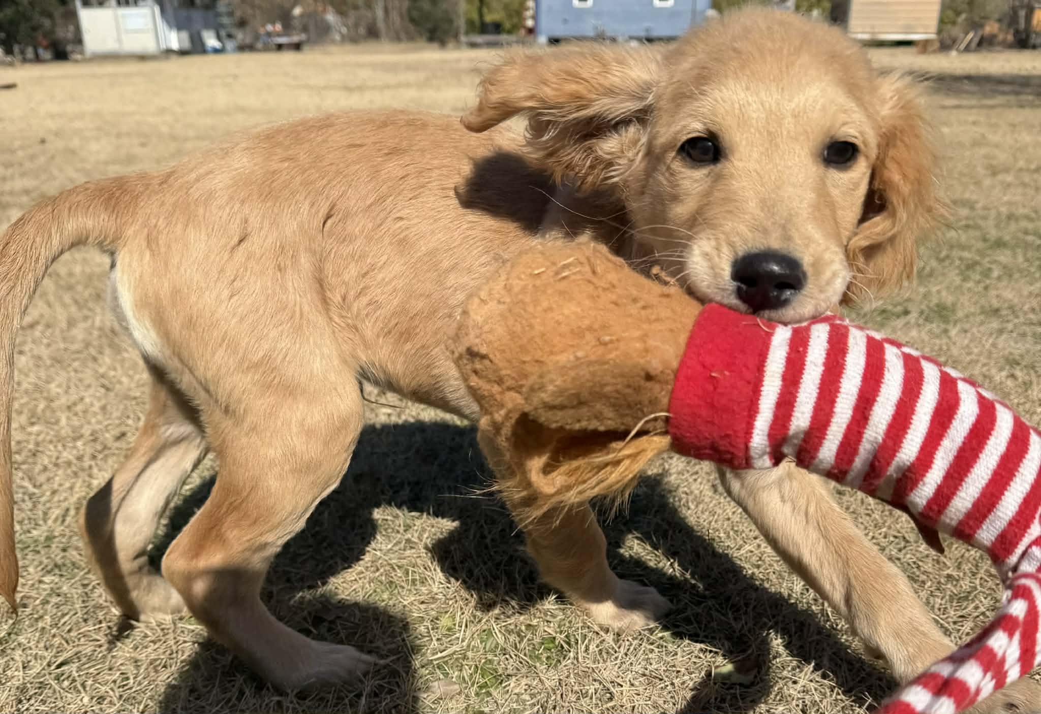 Enlarge Pye , an adopted Golden Retriever in Southington, CT image 2/6