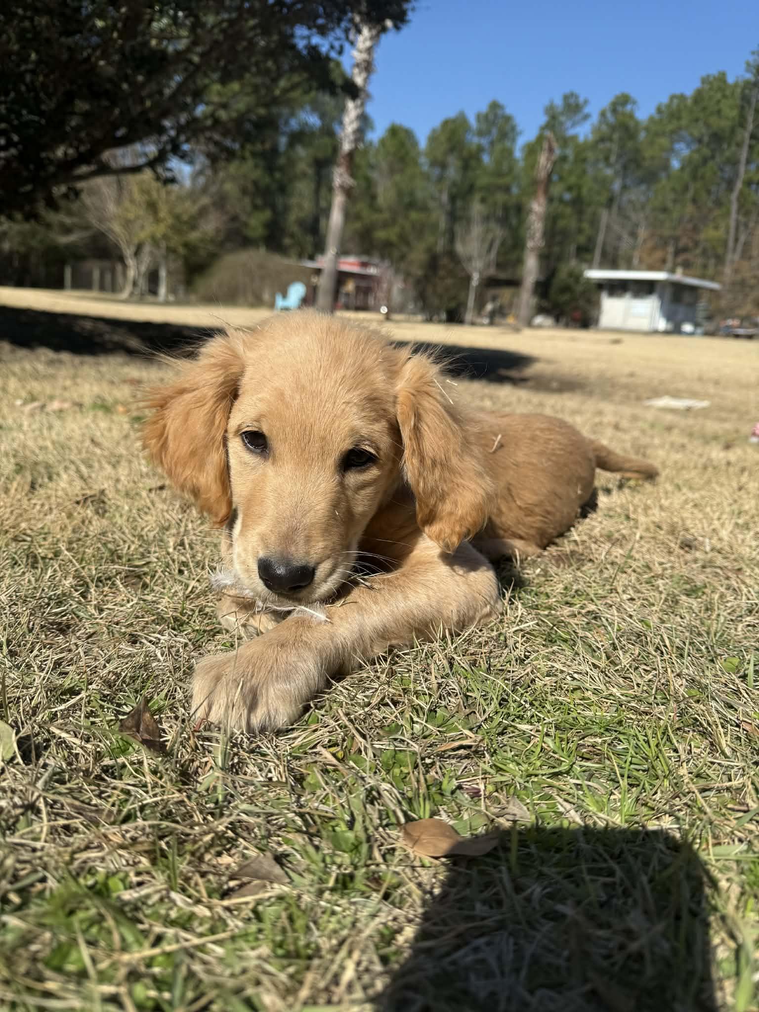 Enlarge Pye , an adopted Golden Retriever in Southington, CT image 4/6