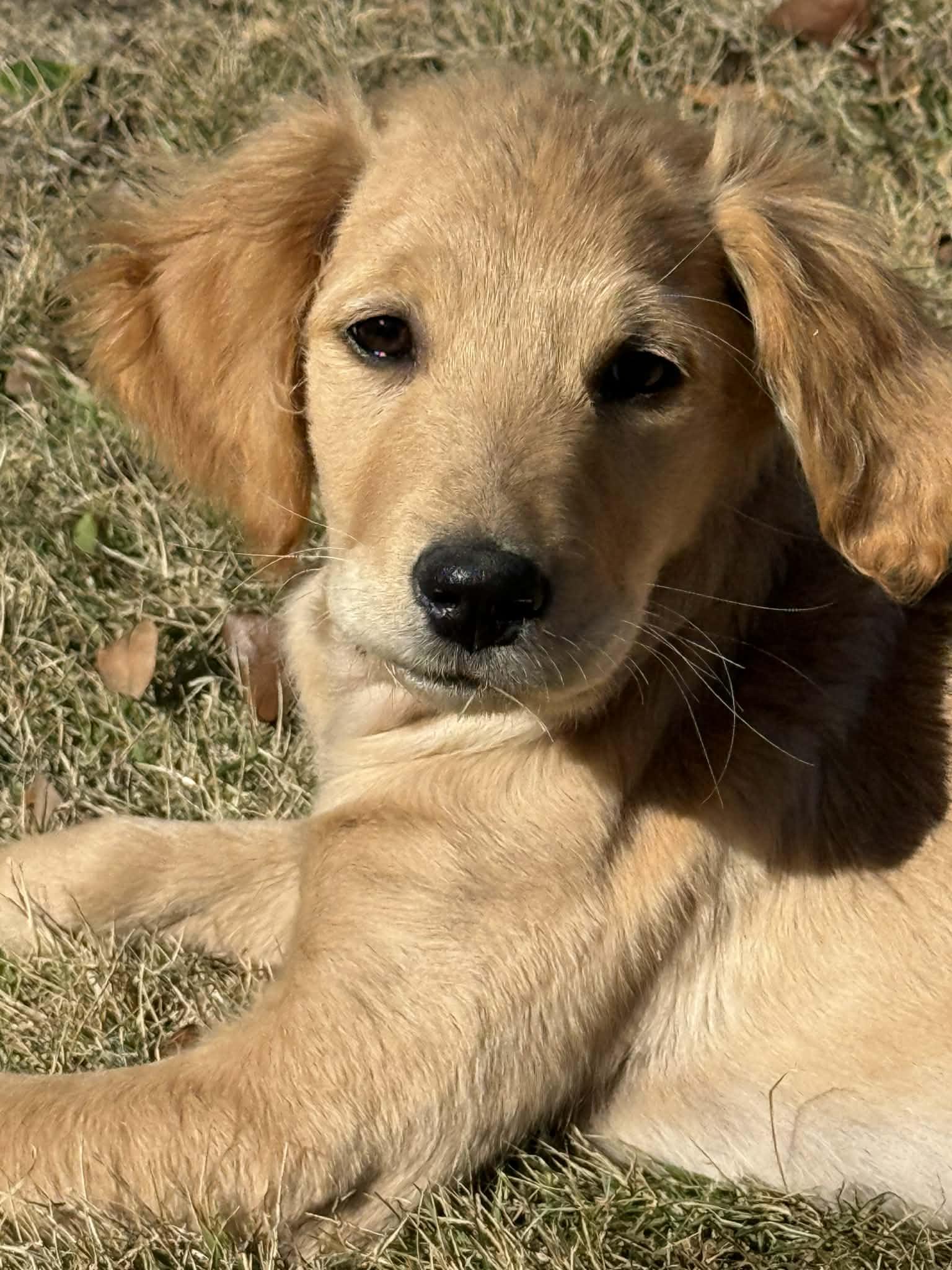 Enlarge Pye , an adopted Golden Retriever in Southington, CT image 3/6