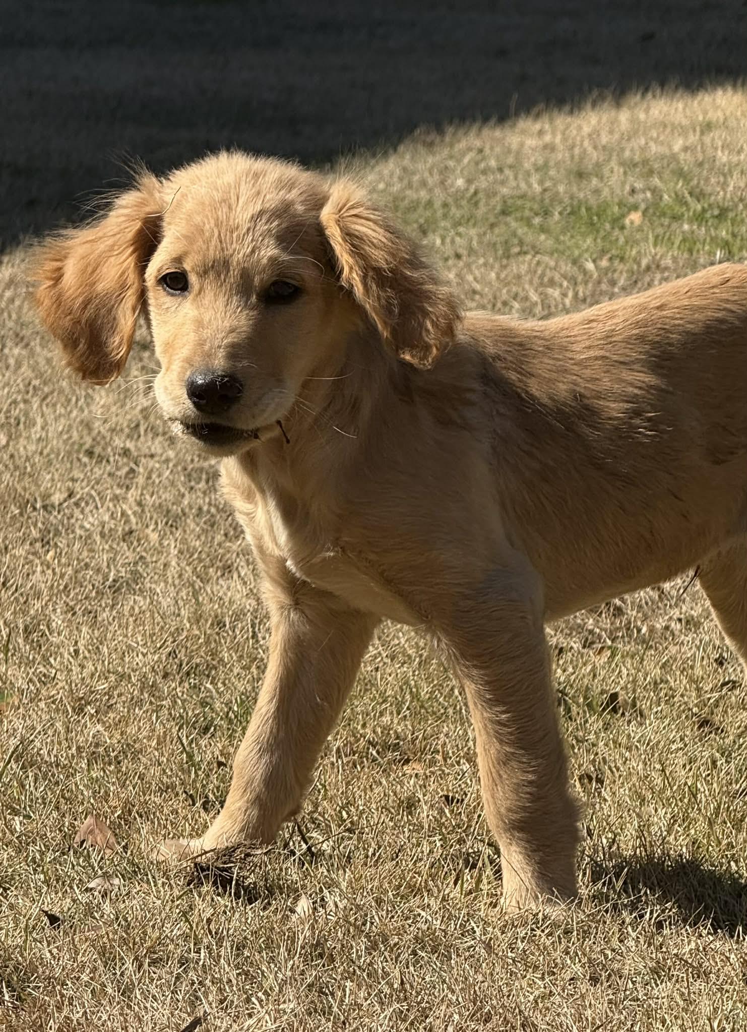 Enlarge Pye , an adopted Golden Retriever in Southington, CT image 5/6