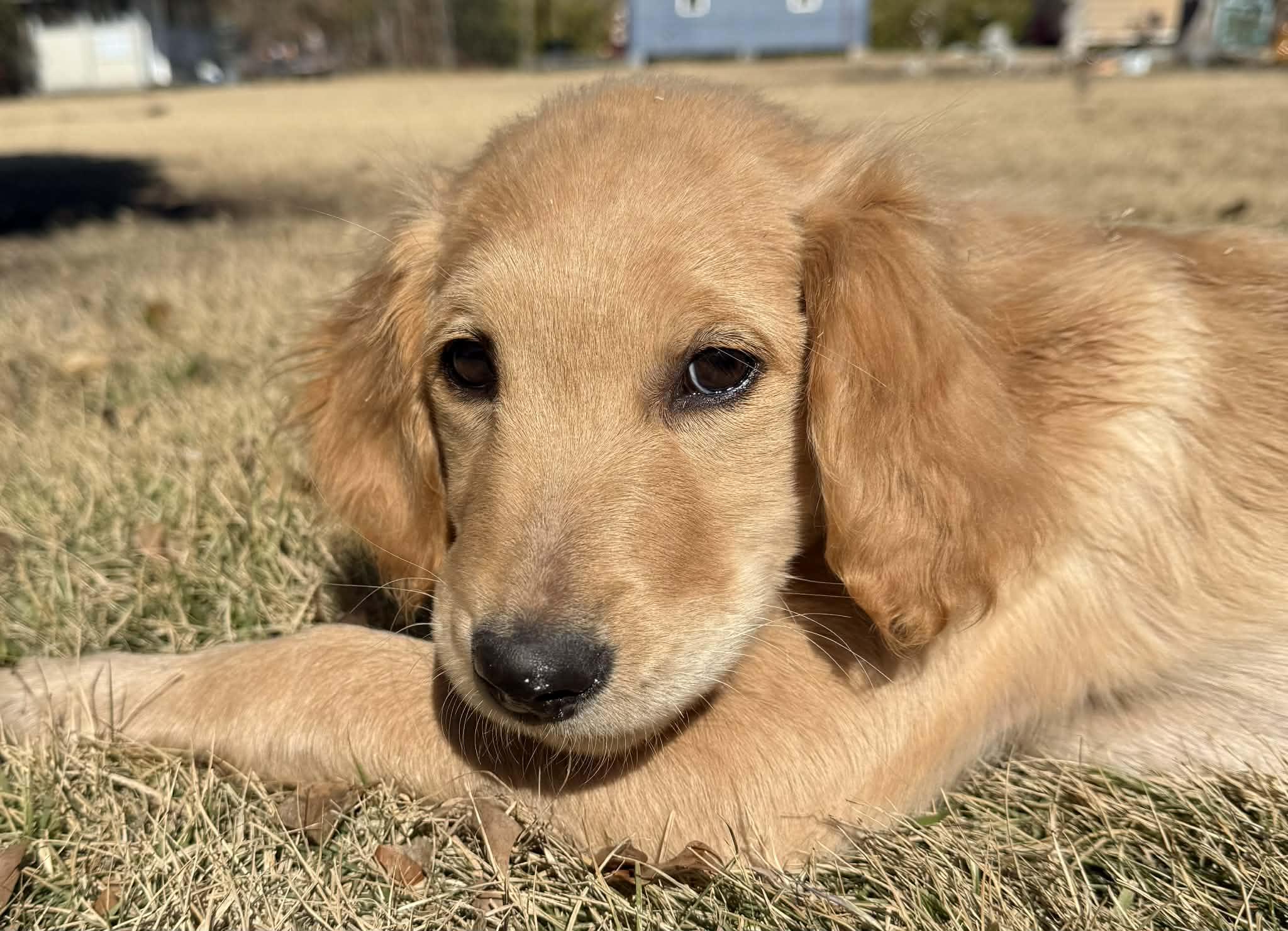 Enlarge Pye , an adopted Golden Retriever in Southington, CT image 1/6