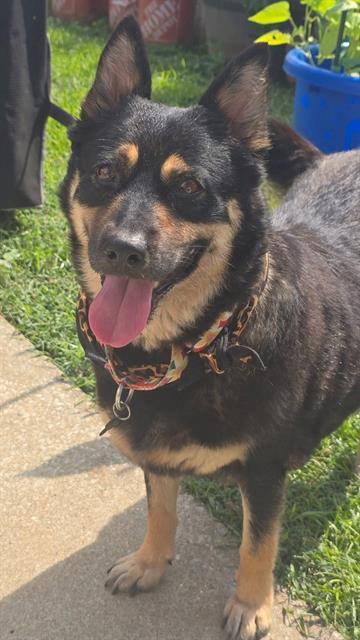 HURRICANE LUCY, Adoptable, Adult Female Plott Hound & Mixed Breed.