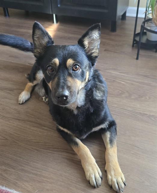 Enlarge HURRICANE LUCY, a Adoptable mixed breed in Louisville, KY image 1/1