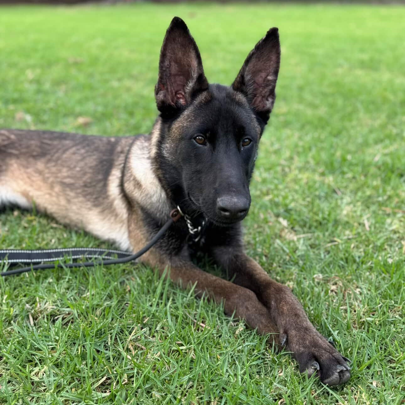 Kaya, a Adoptable Belgian Shepherd / Malinois in Whittier, CA image 3/3