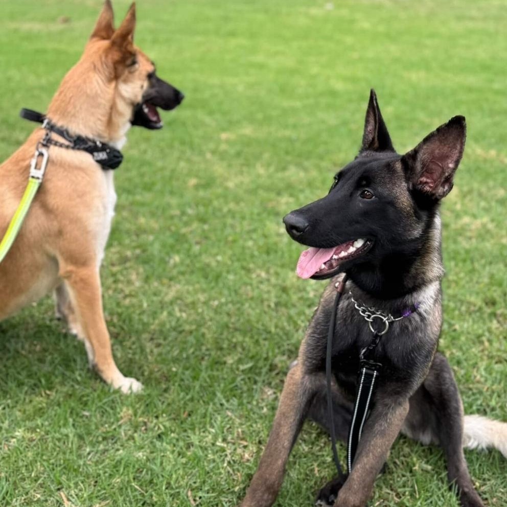 Kaya, a Adoptable Belgian Shepherd / Malinois in Whittier, CA image 2/3
