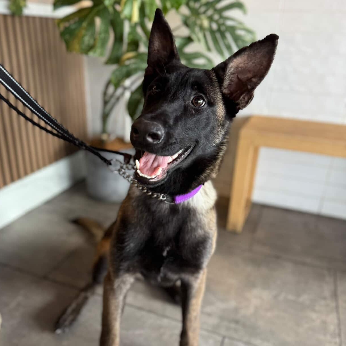 Kaya, a Adoptable Belgian Shepherd / Malinois in Whittier, CA image 1/3