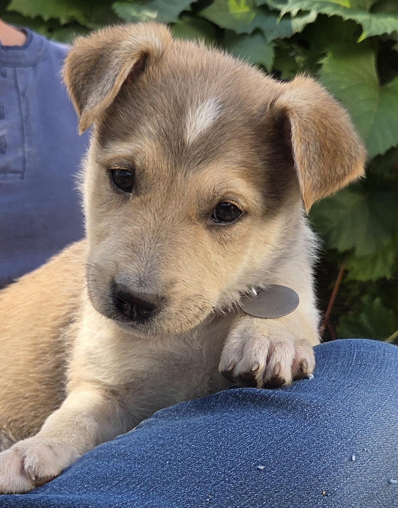 Sweetie, Adopted, Puppy Female Australian Cattle Dog / Blue Heeler & Shepherd.