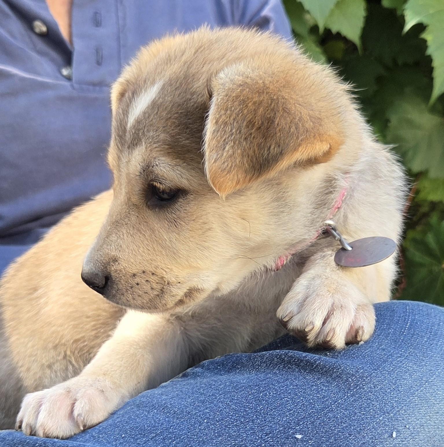 Enlarge Sweetie, a Adopted mixed breed in Saint Paul, MN image 5/6