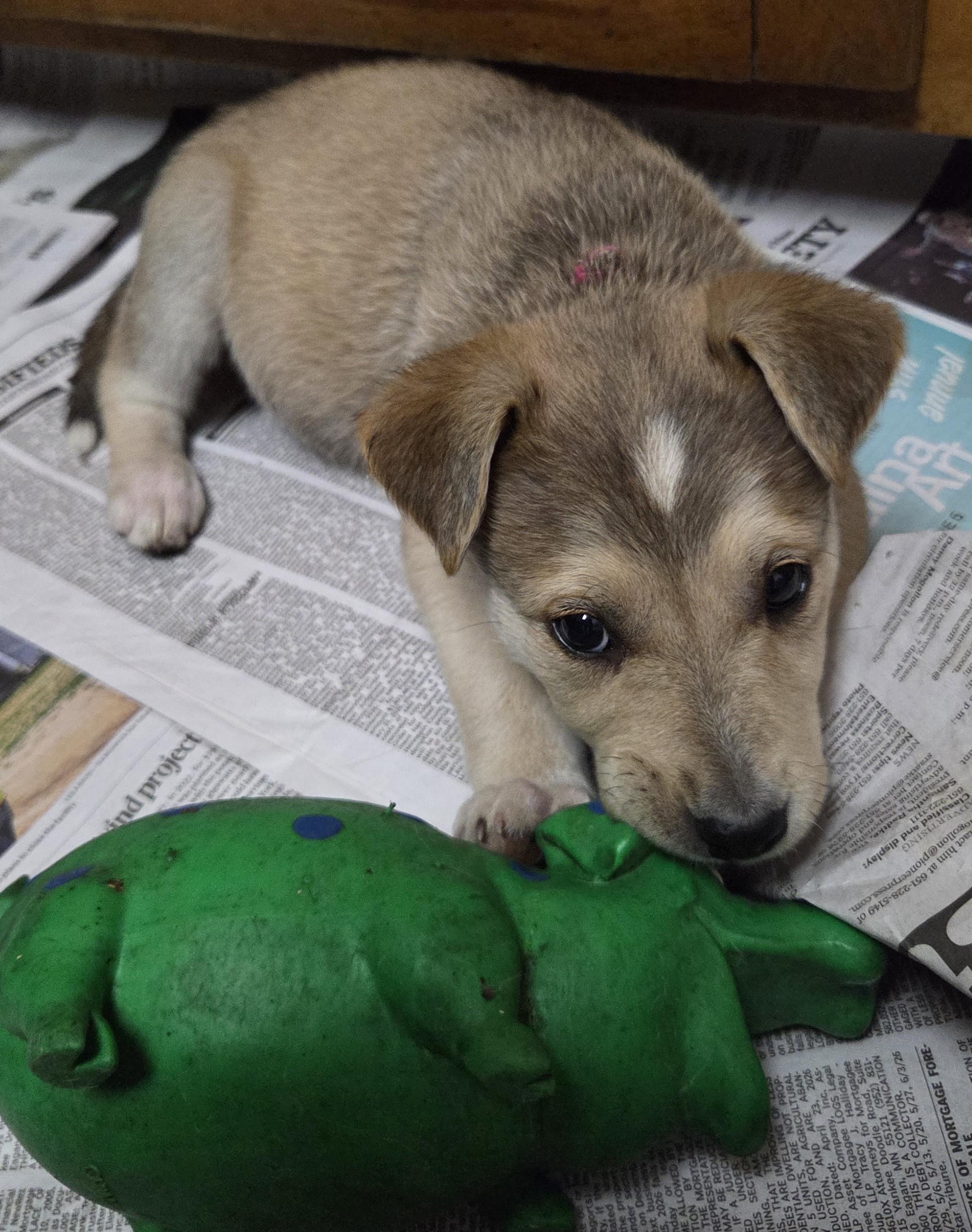 Enlarge Sweetie, a Adopted mixed breed in Saint Paul, MN image 3/6