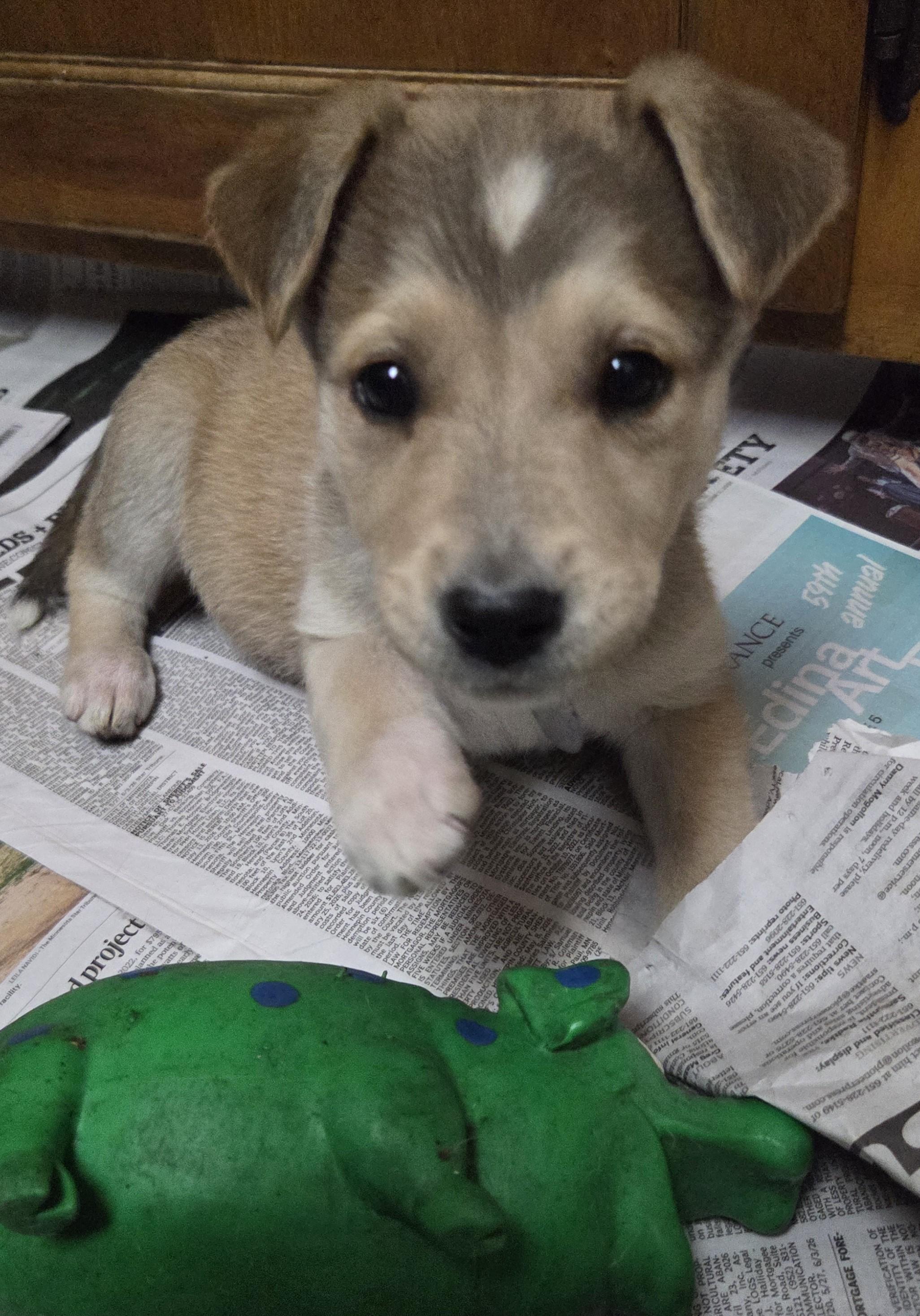 Enlarge Sweetie, a Adopted mixed breed in Saint Paul, MN image 4/6