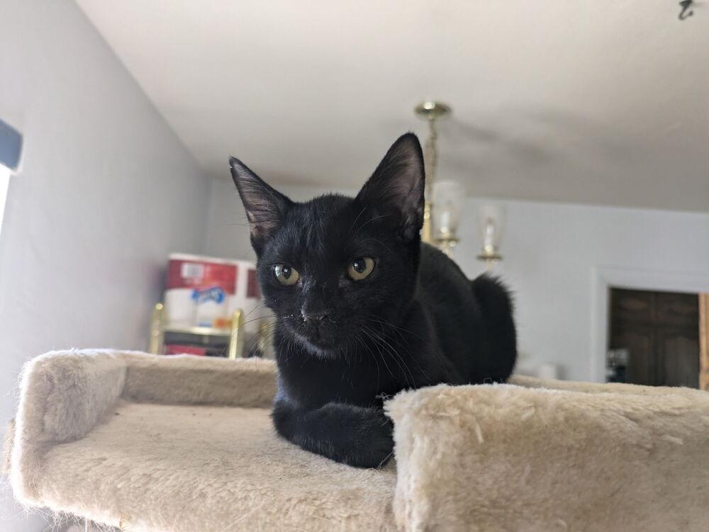 Ochi, Adoptable, Kitten Female Domestic Short Hair.