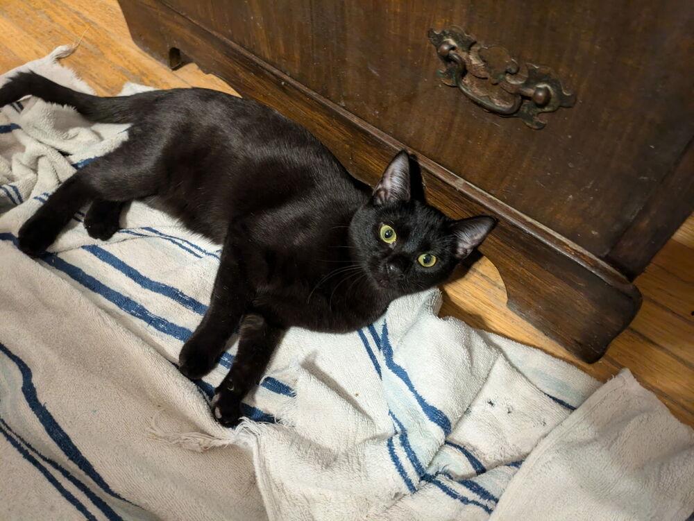 Enlarge Ochi, a Adoptable Domestic Short Hair in Albuquerque, NM image 3/6