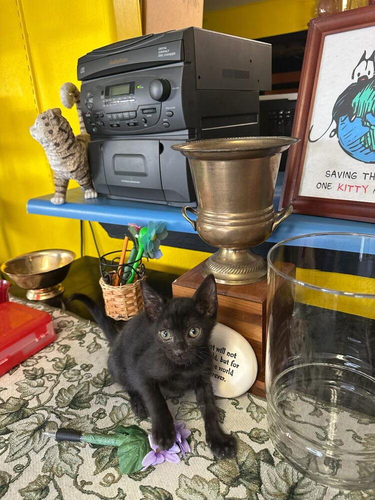 Enlarge Ochi, a Adoptable Domestic Short Hair in Albuquerque, NM image 4/6