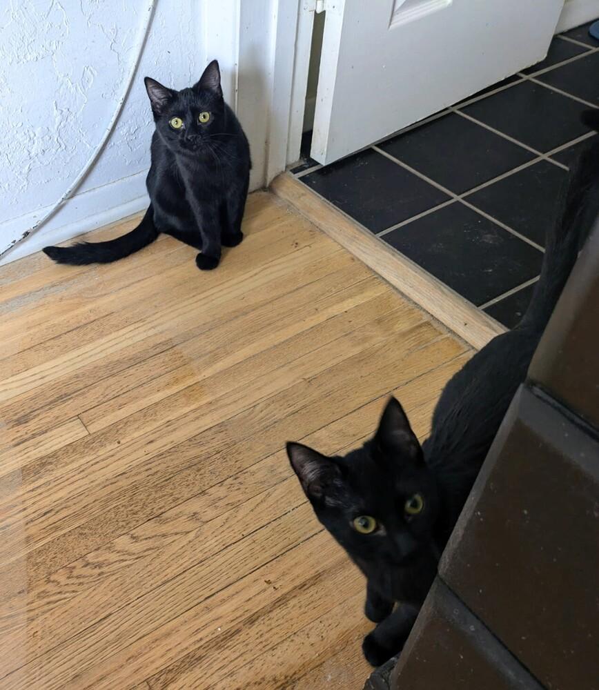 Enlarge Ochi, a Adoptable Domestic Short Hair in Albuquerque, NM image 5/6