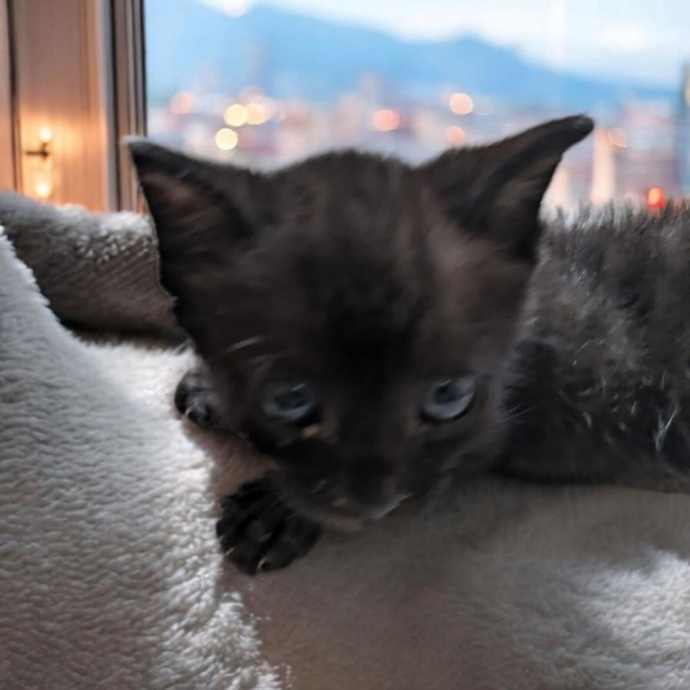 Enlarge Ochi, a Adoptable Domestic Short Hair in Albuquerque, NM image 6/6