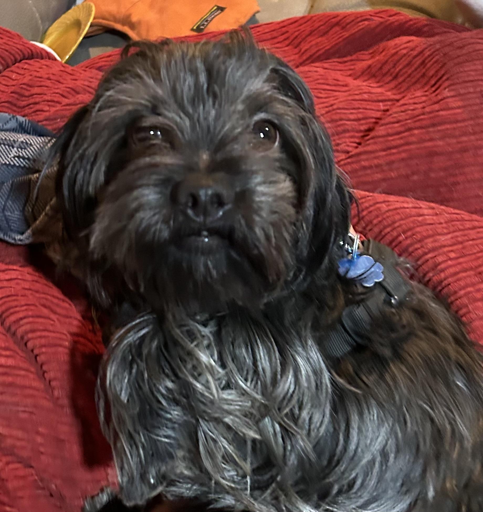 Enlarge Charlie, an adopted mixed breed in New York, NY image 1/4