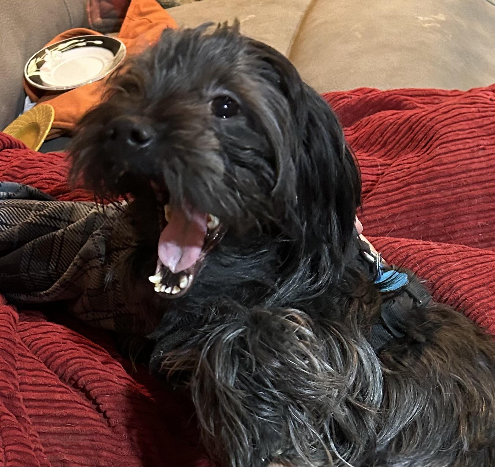 Enlarge Charlie, an adopted mixed breed in New York, NY image 2/4