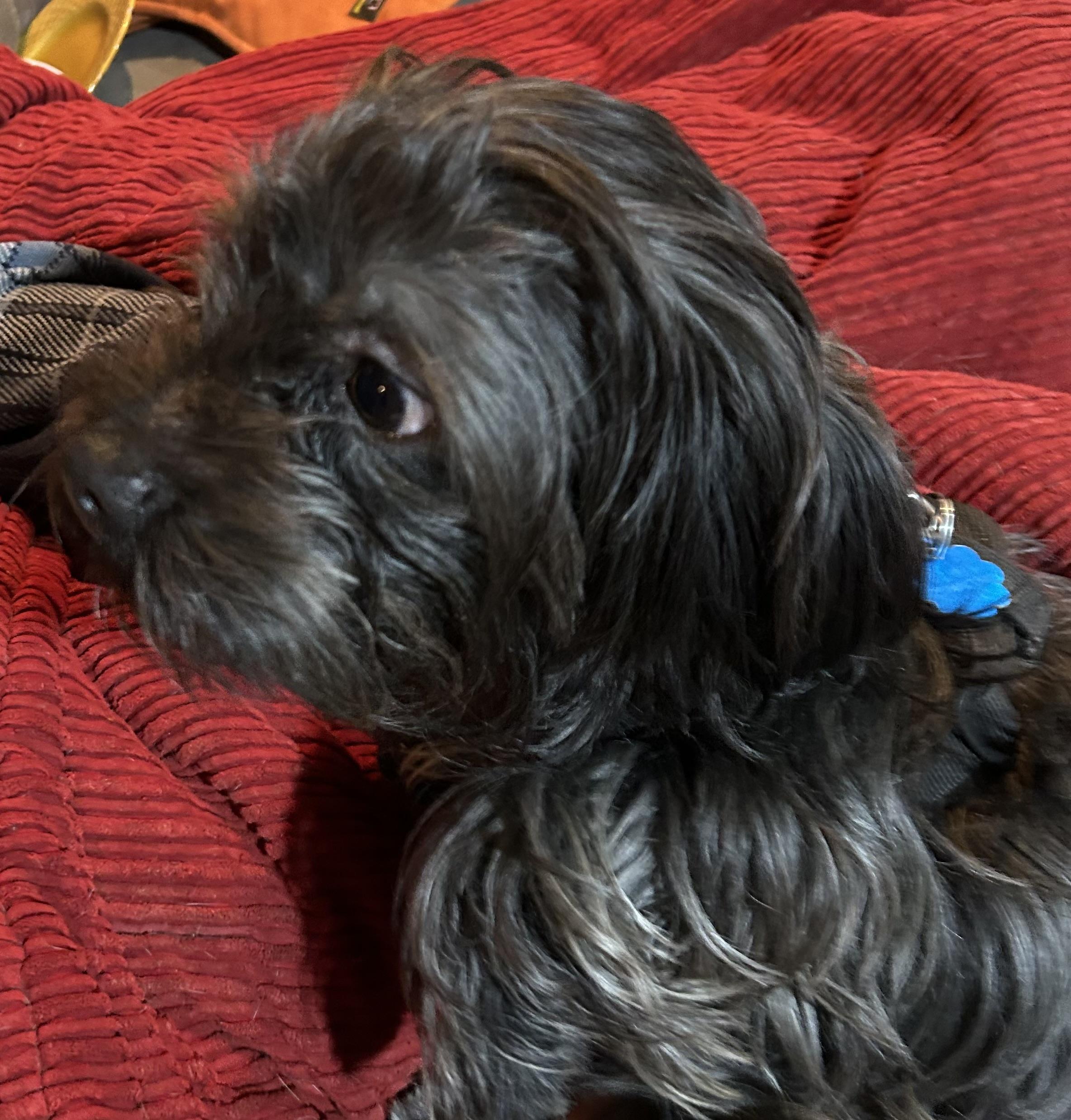 Enlarge Charlie, an adopted mixed breed in New York, NY image 3/4