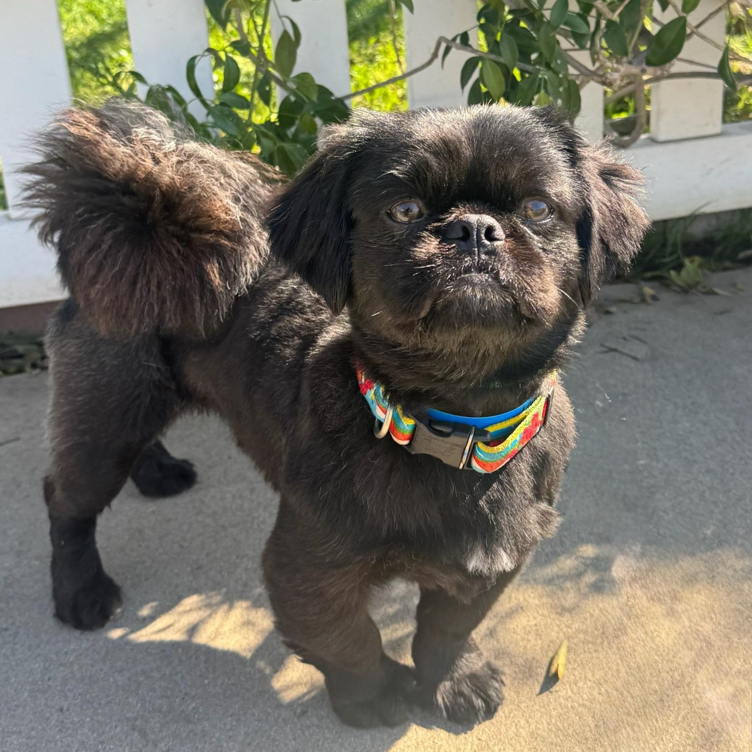 Enlarge Pong, an adopted Pekingese in Newport Beach, CA image 3/3