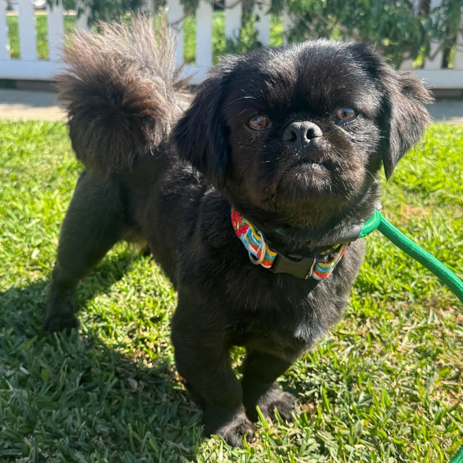 Pong, adopted, Adult Male Pekingese.