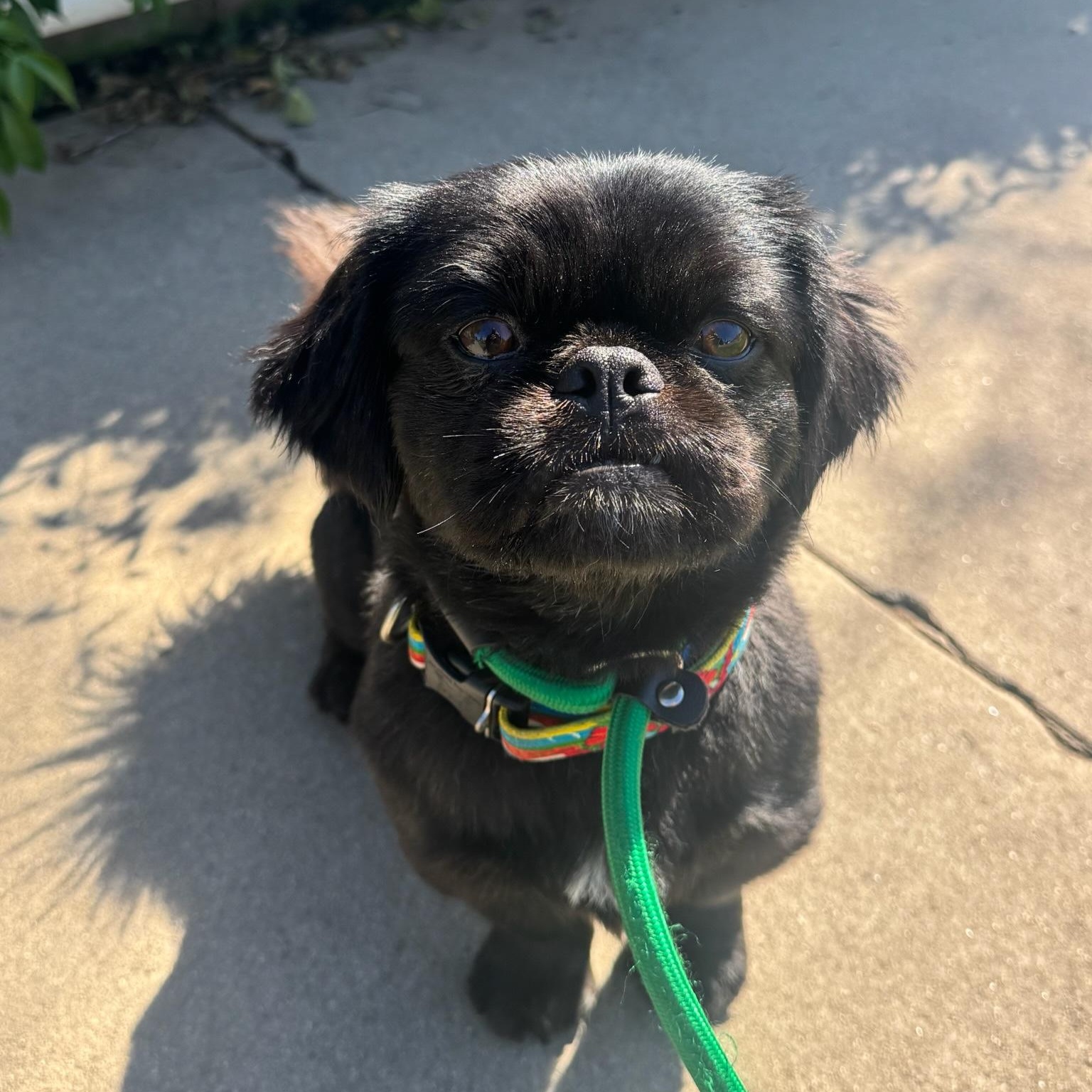 Enlarge Pong, an adopted Pekingese in Newport Beach, CA image 2/3