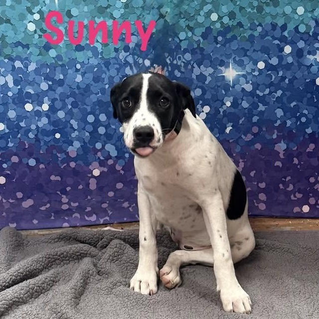 Sunny, a Adoptable mixed breed in Albany, NY image 6/6