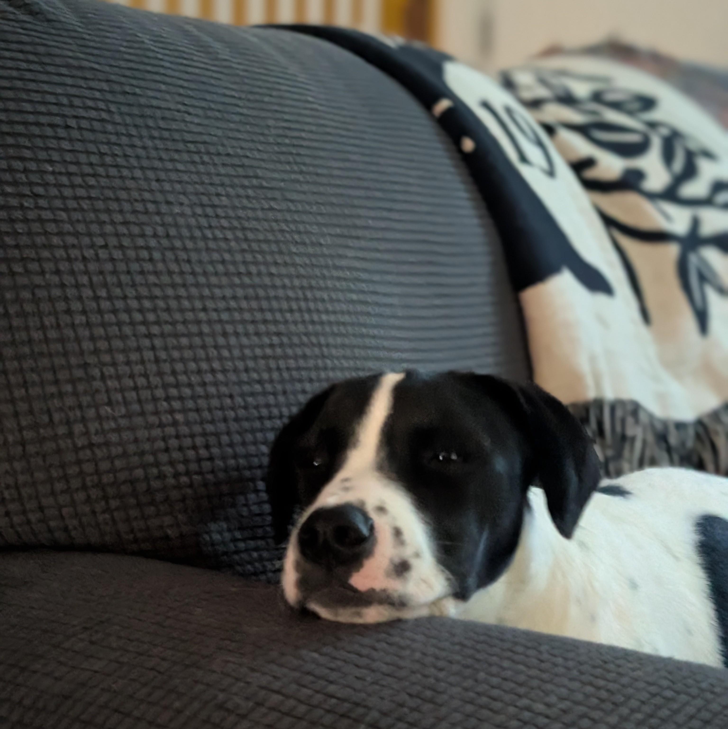 Sunny, a Adoptable mixed breed in Albany, NY image 3/6
