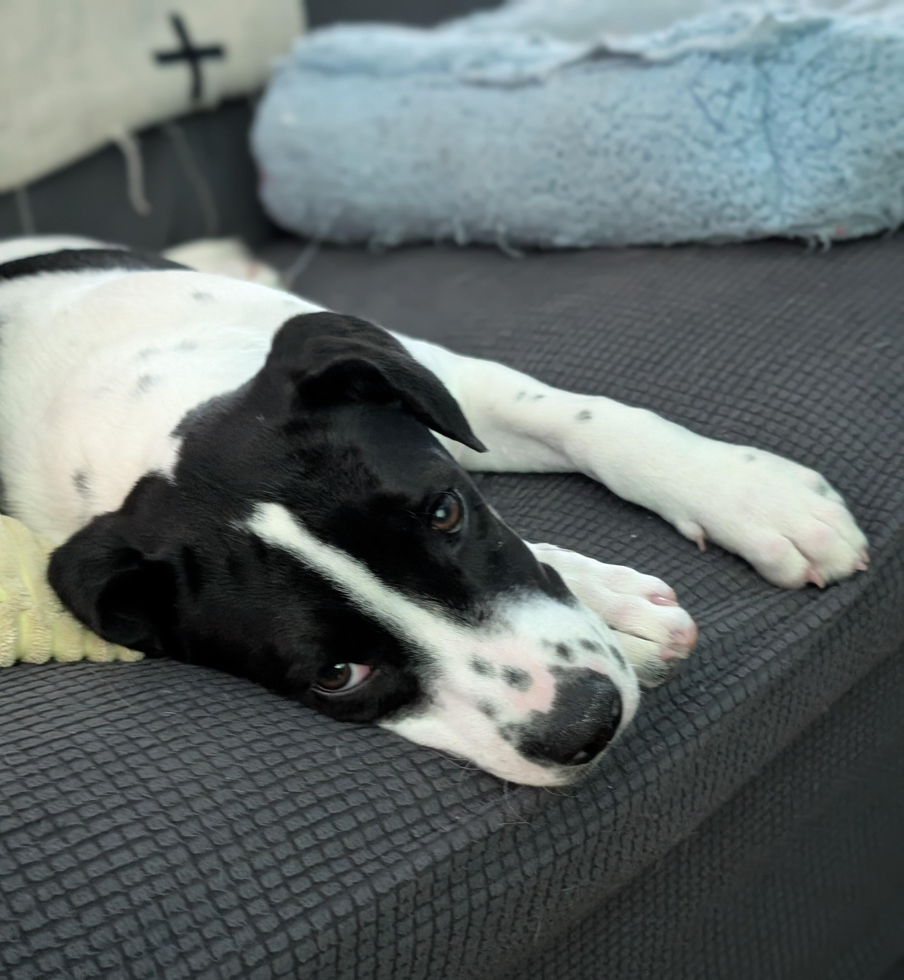 Sunny, a Adoptable mixed breed in Albany, NY image 4/6