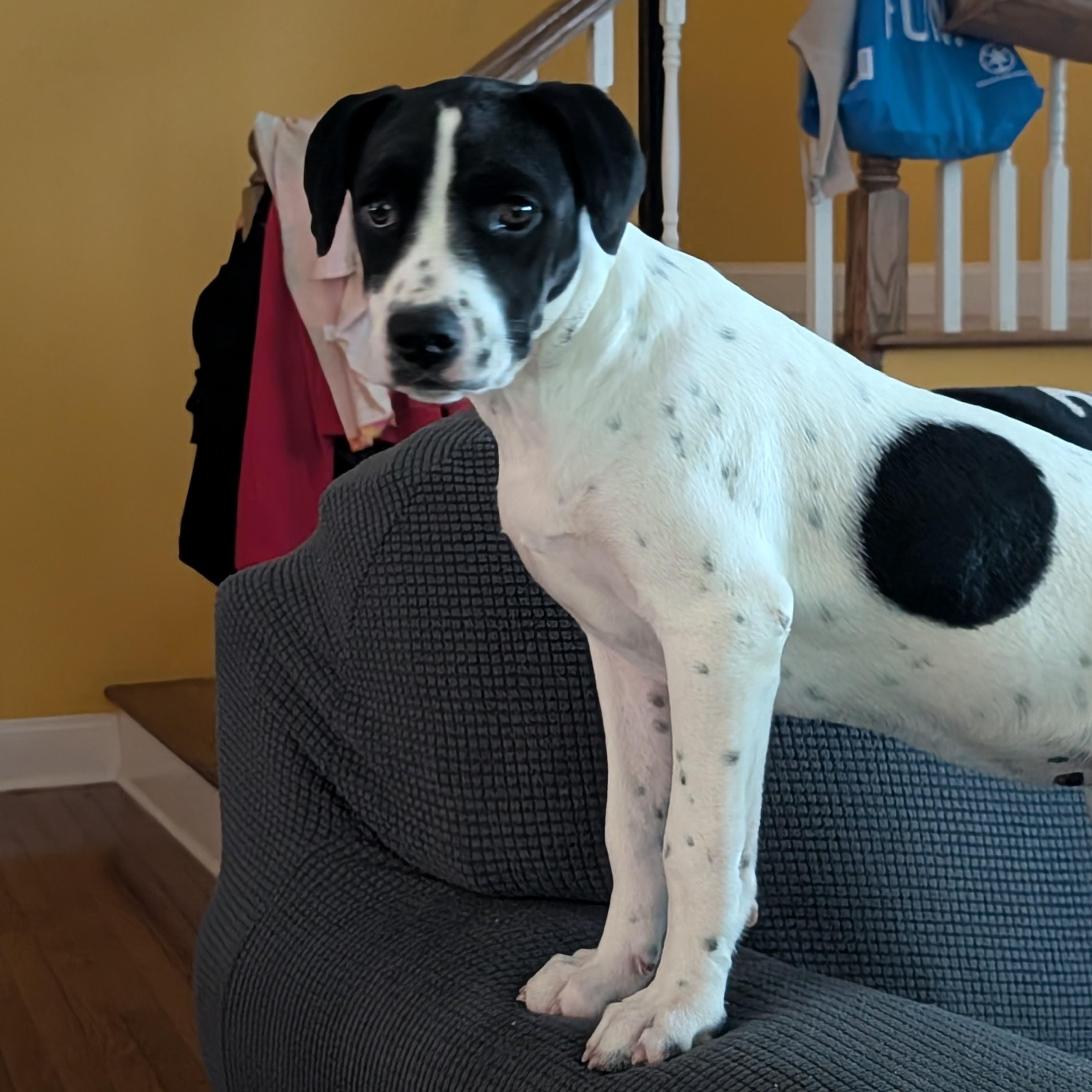Sunny, Adoptable, Puppy Female Hound.