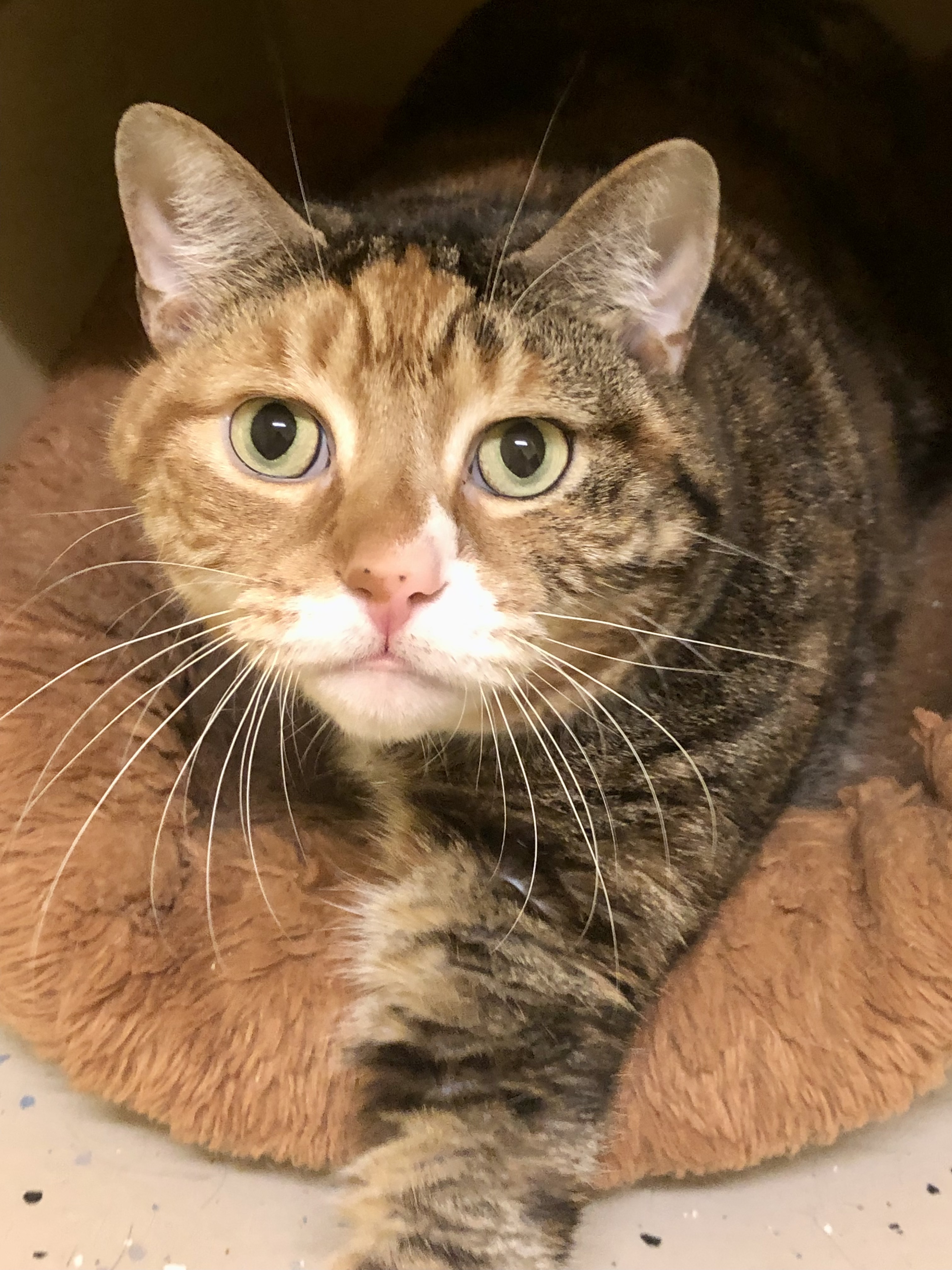 Kay, Adopted, Adult Female Calico.