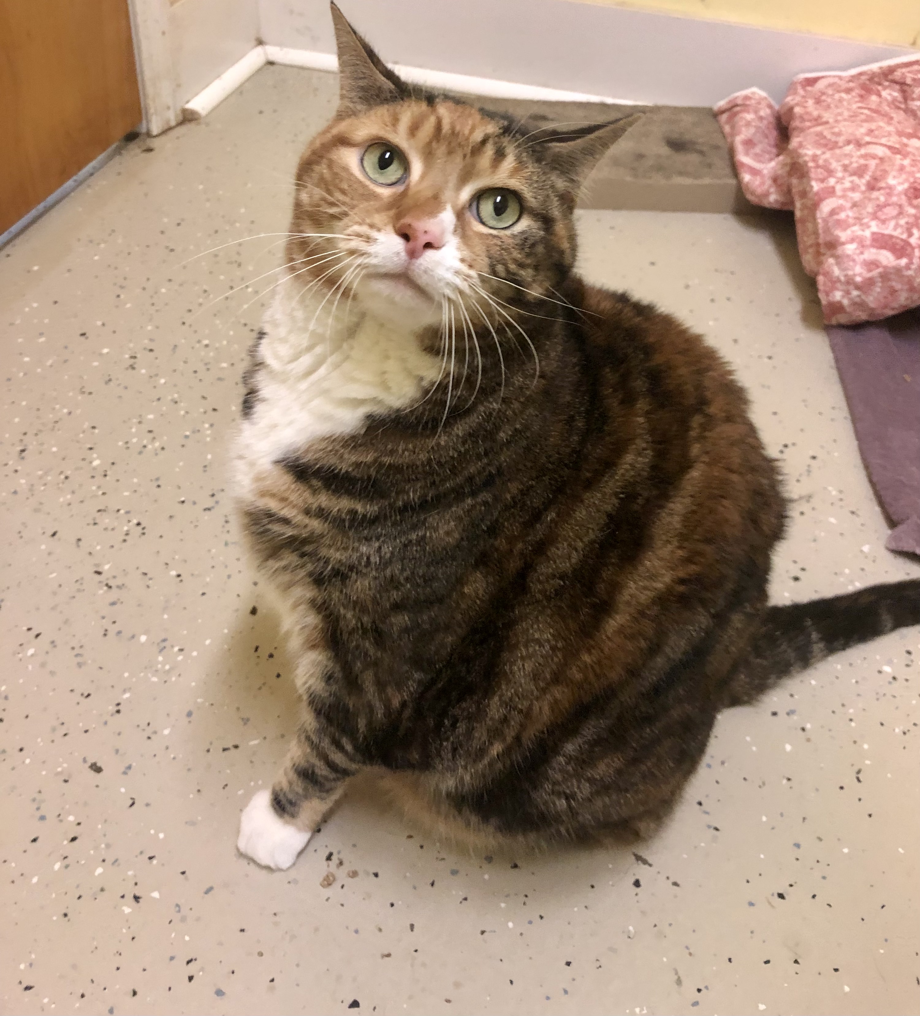 Enlarge Kay, a Adopted Calico in Gouldsboro, PA image 2/2