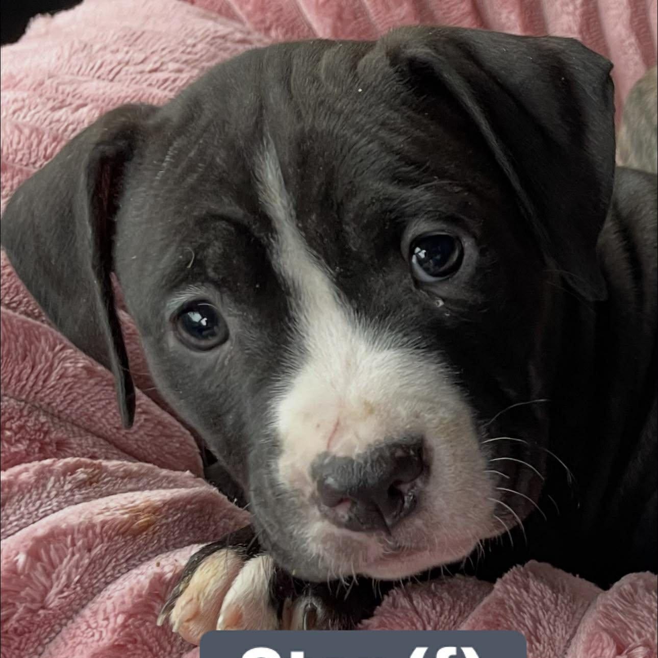 Star, a ADOPTABLE mixed breed in Pleasant Ridge, MI image 6/6