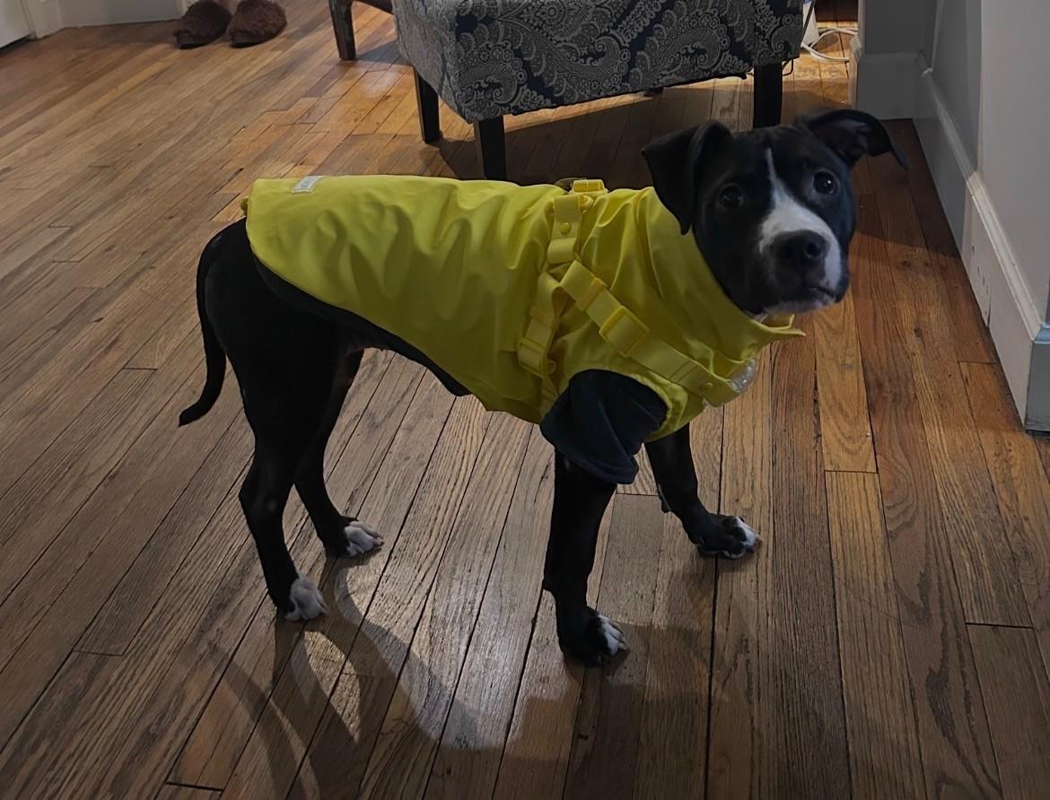 Spinelli, a ADOPTABLE mixed breed in Pleasant Ridge, MI image 2/5
