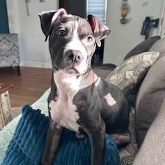 Spinelli, ADOPTABLE, Puppy Female American Staffordshire Terrier.