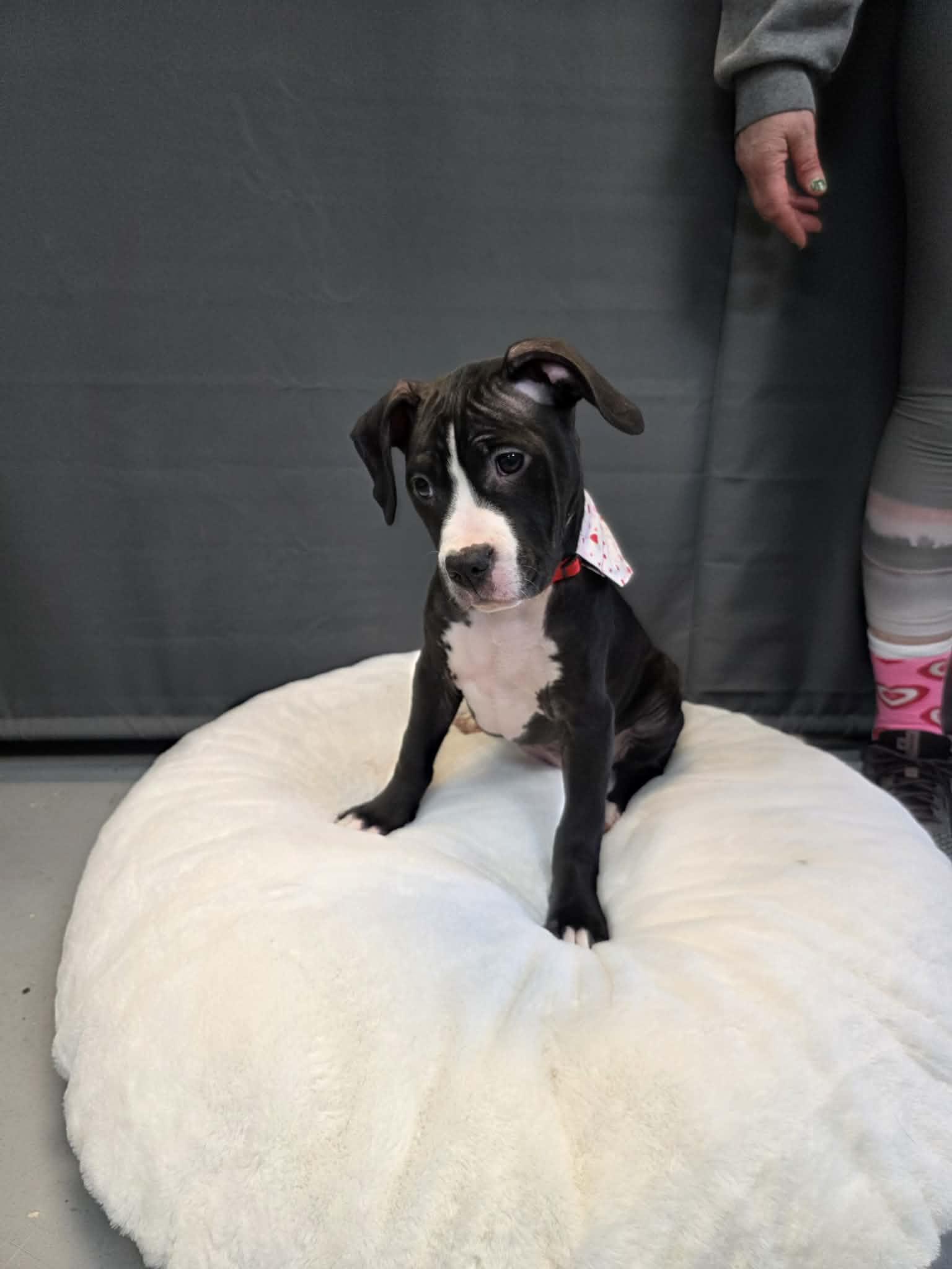 Star, a ADOPTABLE mixed breed in Pleasant Ridge, MI image 2/6