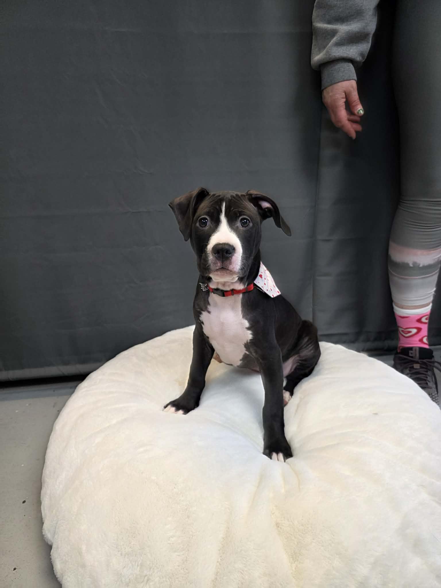 Star, a ADOPTABLE mixed breed in Pleasant Ridge, MI image 5/6