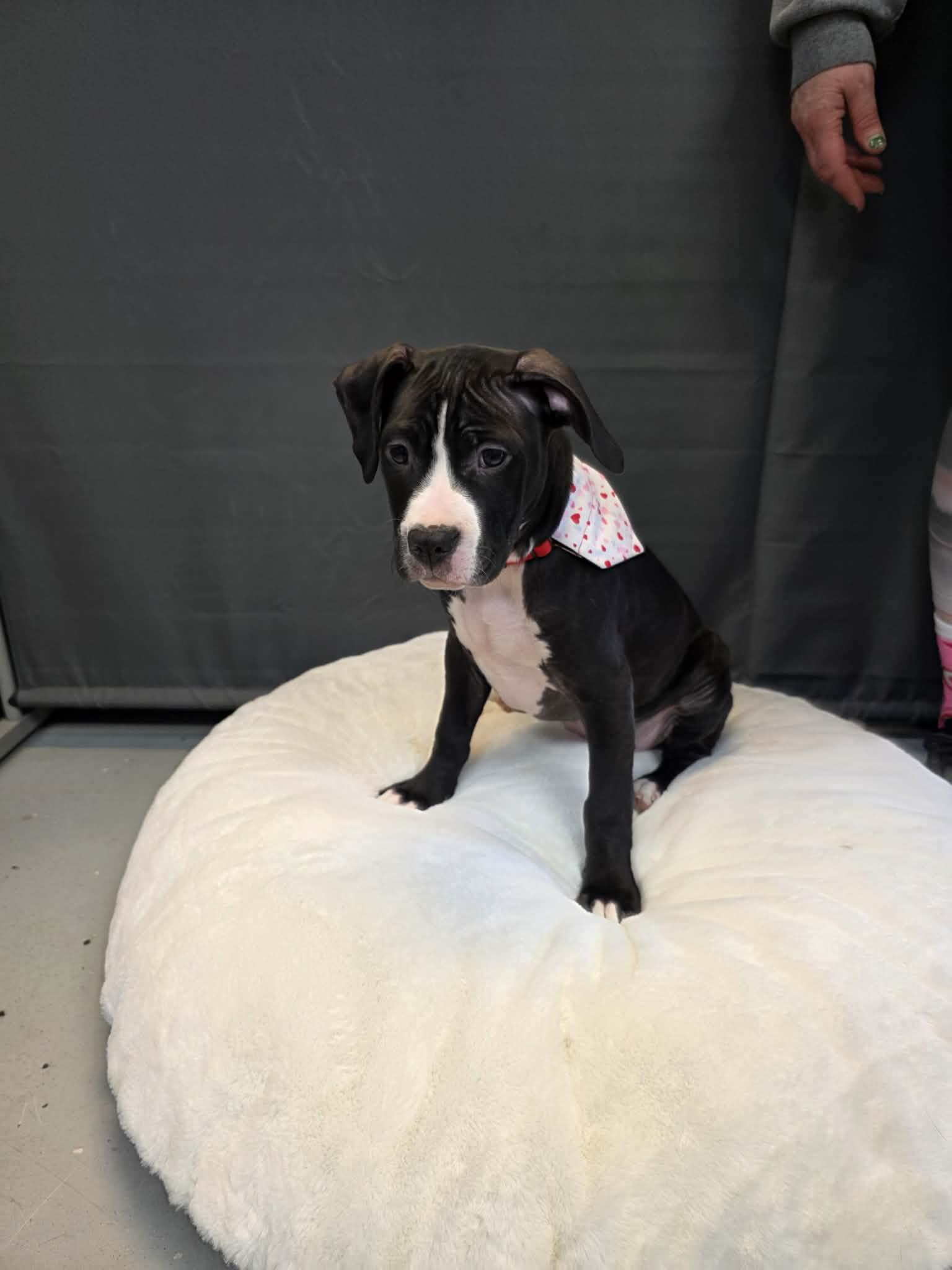 Star, a ADOPTABLE mixed breed in Pleasant Ridge, MI image 3/6