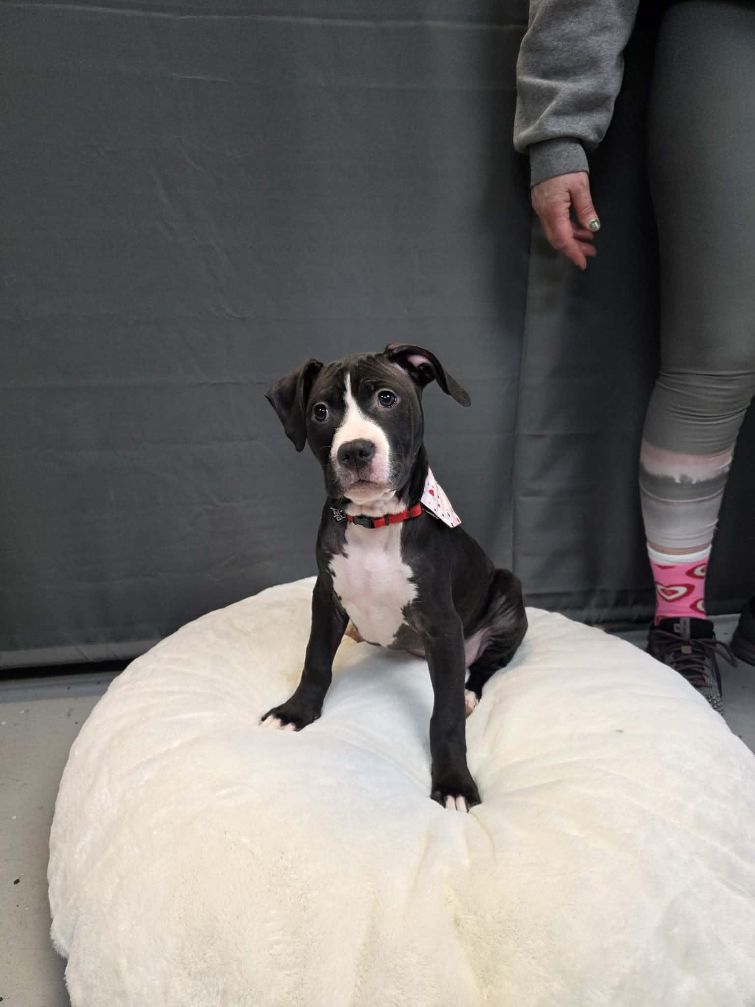 Star, a ADOPTABLE mixed breed in Pleasant Ridge, MI image 4/6