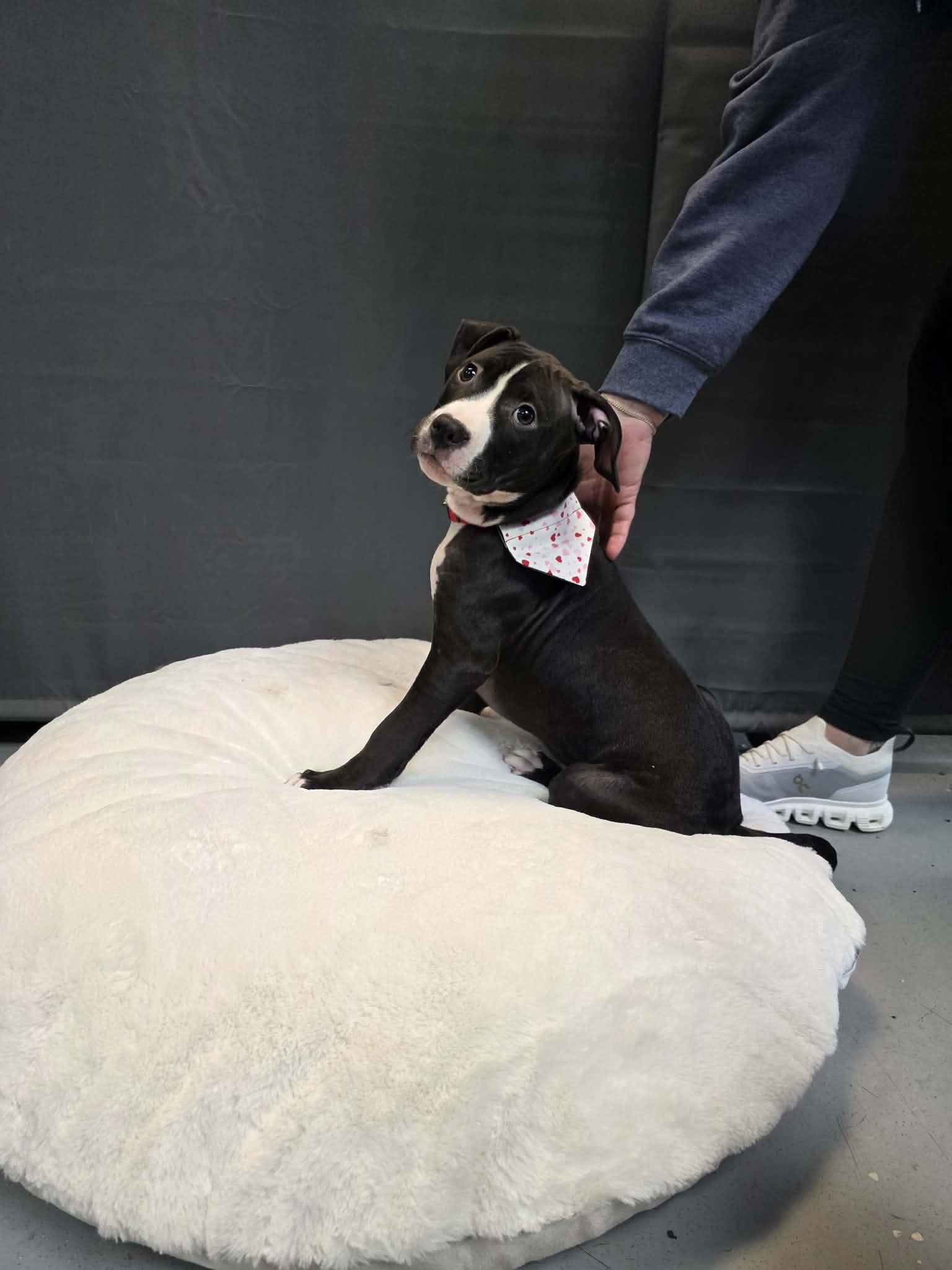Star, ADOPTABLE, Puppy Female American Staffordshire Terrier.