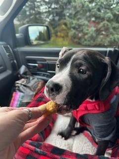 Spinelli, a ADOPTABLE mixed breed in Pleasant Ridge, MI image 3/5