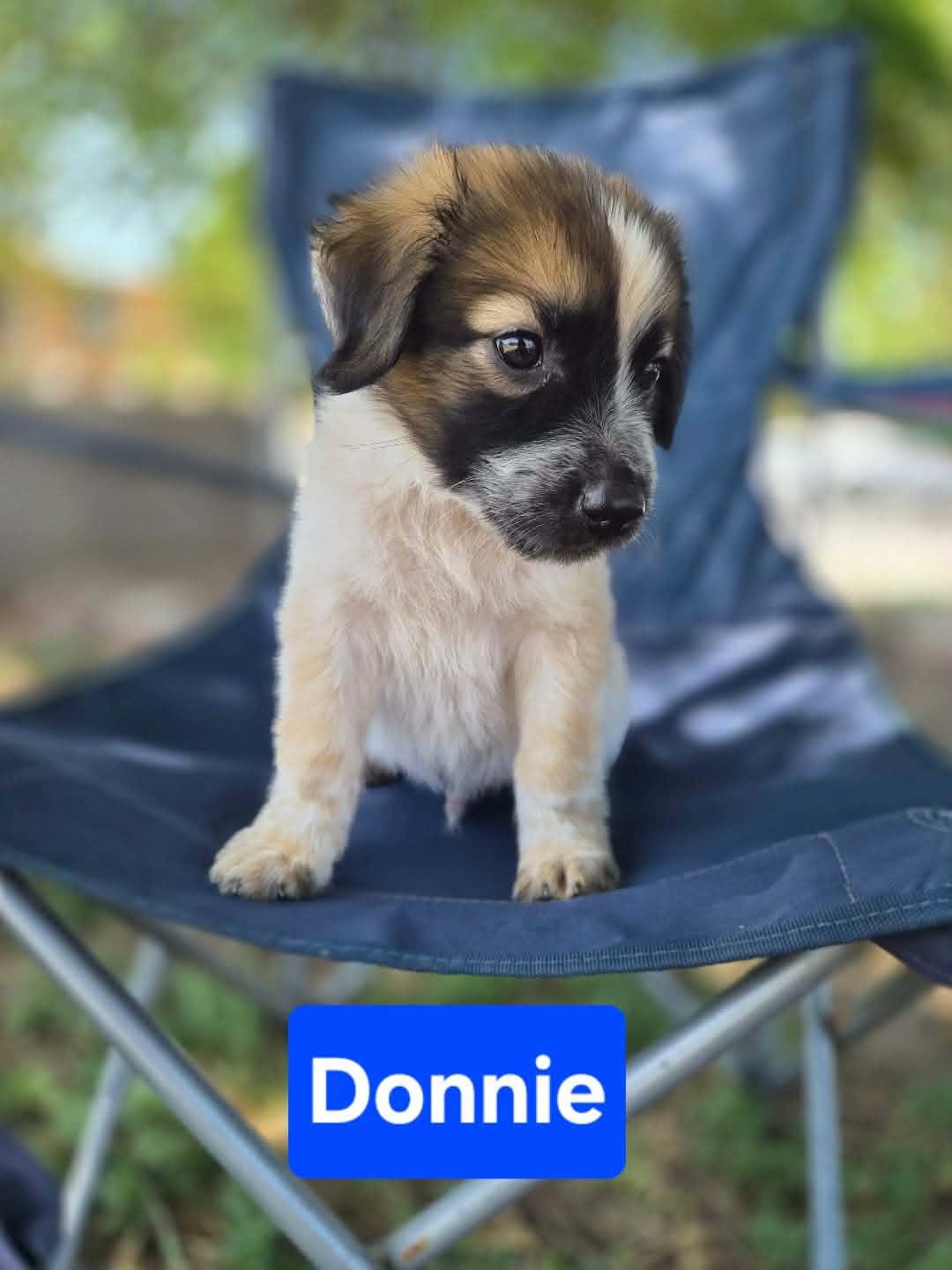 Enlarge Donnie, a Adoptable mixed breed in Gainesville, VA image 4/5