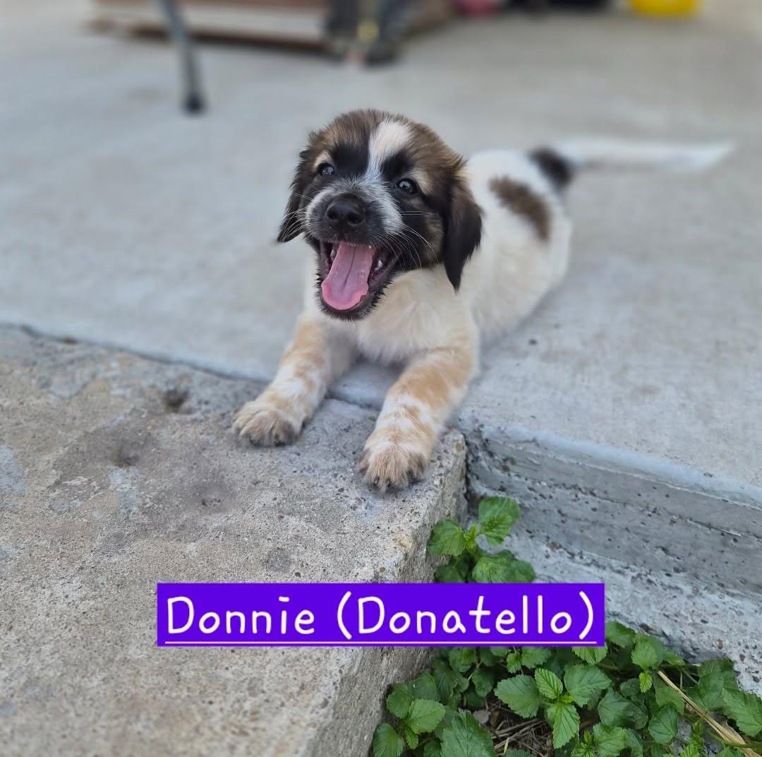 Donnie, Adoptable, Puppy Male Cattle Dog & Great Pyrenees.
