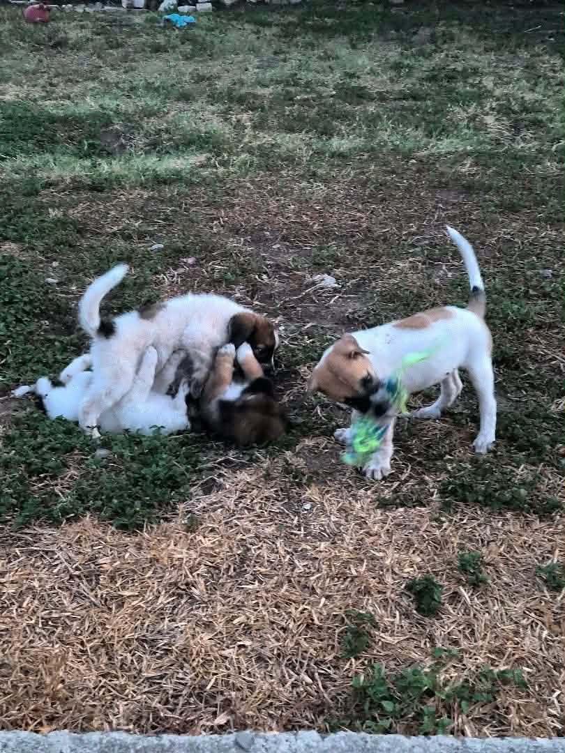 Enlarge Donnie, a Adoptable mixed breed in Gainesville, VA image 3/5